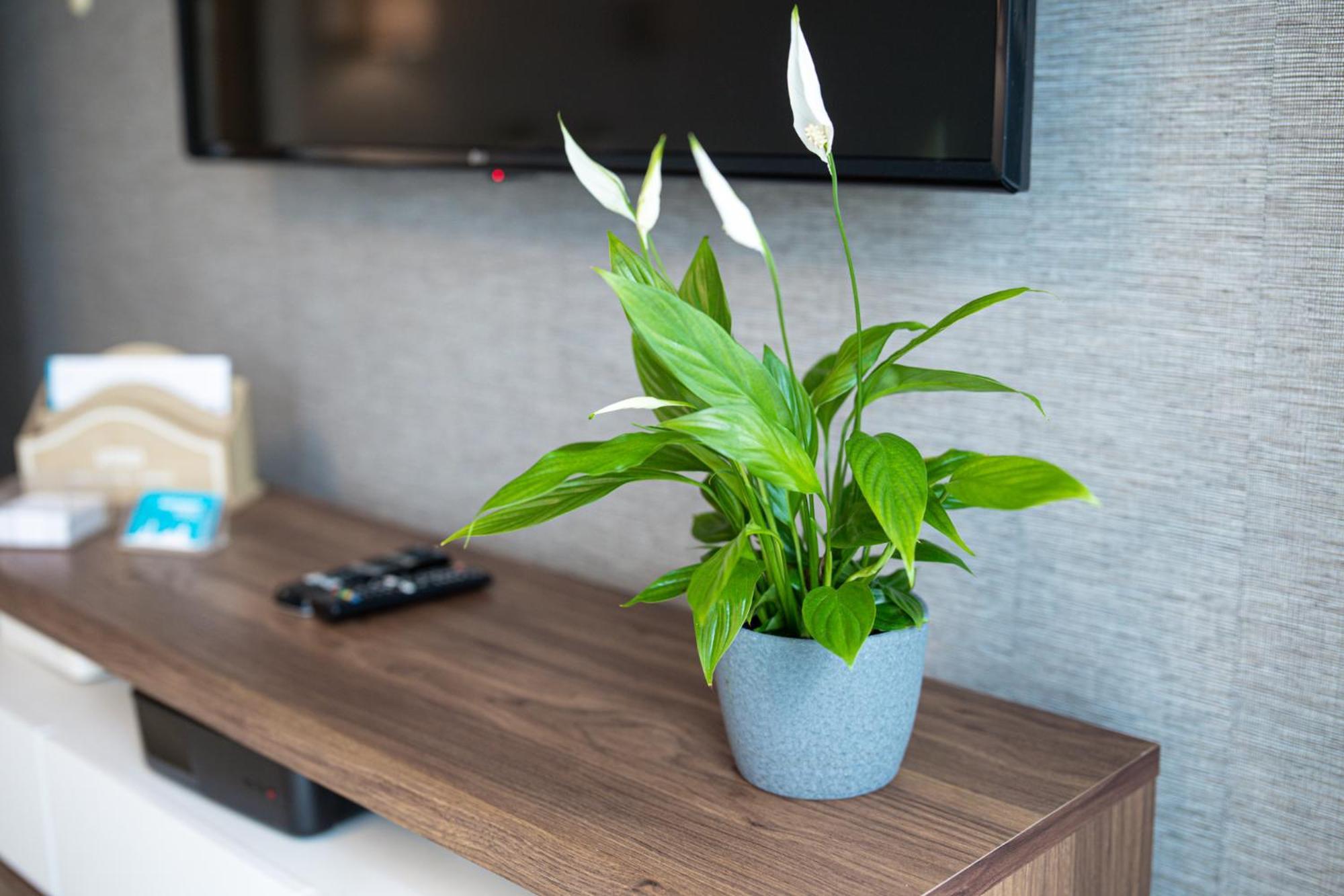 Lm Apartamenty Narutowicza Kamienica Nova 2-3 Szczecin Extérieur photo